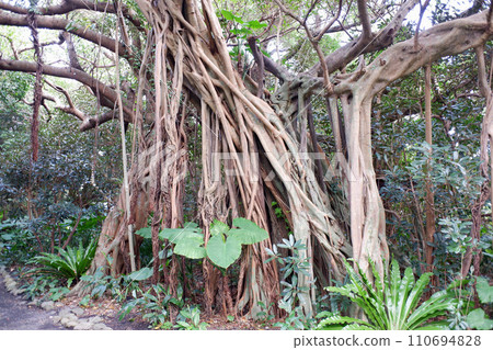 Yakushima Shidoko Banyan Garden 110694828