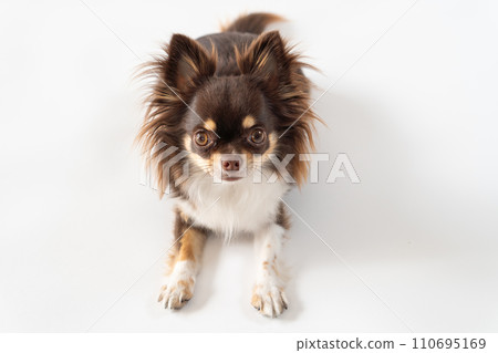 Chihuahua dog lying down and looking up | White background 110695169