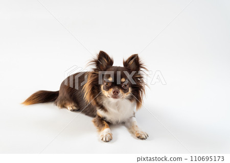 Chihuahua dog lying down and looking up | White background Chihuahua dog lying down and looking up | White background 110695173