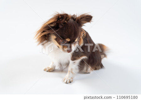 Chihuahua sitting and staring at something 110695180