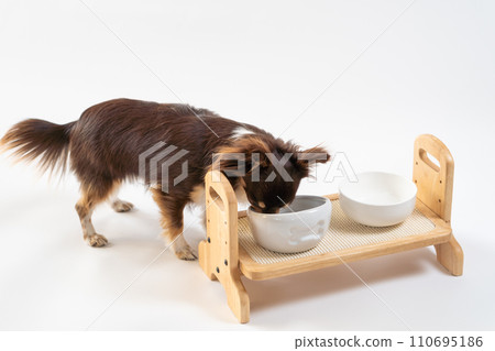Chihuahua dog eating | White background 110695186