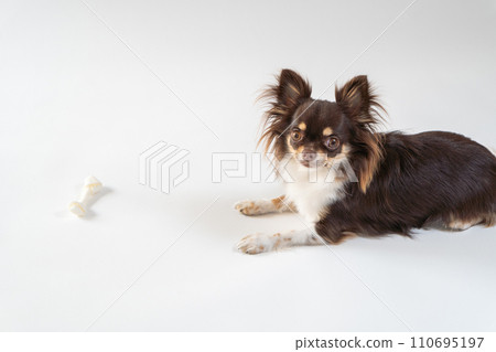 Chihuahua lying down and bone-shaped dog gum | White background 110695197