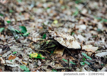 Autumn mushroom under fallen autumn leaves 110695482