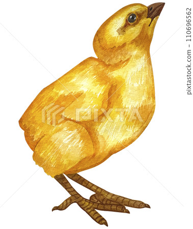 Watercolor illustrations of cute little chick. Happy easter greeting card design. 110696562