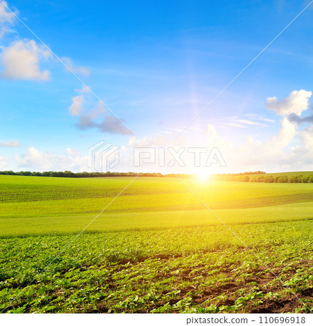 sunflowers on the farm field and sunrise on blue sky. sunflowers on the farm field and sunrise on blue sky. 110696918