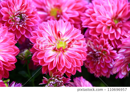 解脫萬里香 大花 大菊 天竺牡丹 萬里菊 菊花 西洋牡丹 西洋牡丹 大梨花 110696957