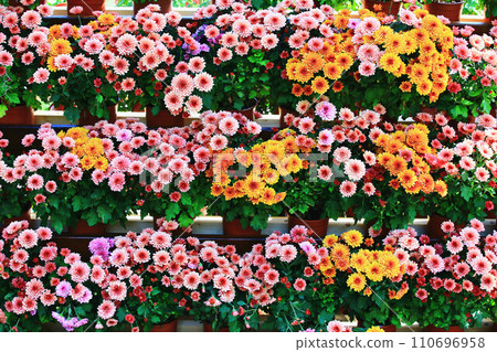 Released Chrysanthemum, Autumn Chrysanthemum, Old Grass, Nissei, Mehka, Jukyaku, Ennen, Okuitsuka, Chrysanthemum, Ceramic Chrysanthemum 110696958