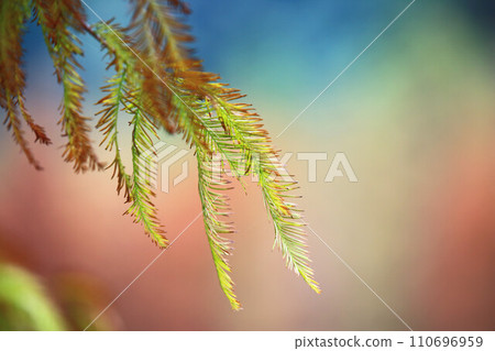 落下的松葉的關閉光 110696959