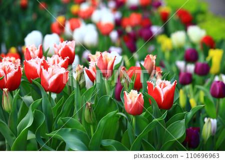 美麗的鬱金香(洋荷花,旱荷花,草麝香,鬱香,紫述香) 美麗的鬱金香(洋荷花,旱荷花,草麝香,鬱香,紫述香) 110696963