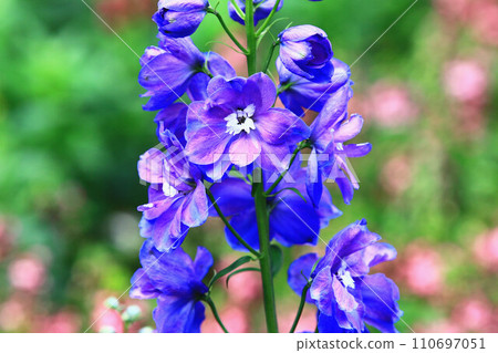 Daihienso(Hienso,千鳥草,千鳥花,Suijaku 花,Suijaku,Hibari no tsume,Shiroko 花,Hyakubugusa,Guzume 蓮花) Daihienso(Hienso,千鳥草,千鳥花,Suijaku 花,Suijaku,Hibari no tsume,Shiroko 花,Hyakubugusa,Guzume 蓮花) 110697051