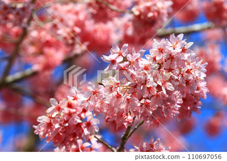 美麗的櫻花花(桃、福島櫻花、楔形、藍皮櫻花) 美麗的櫻花花(桃、福島櫻花、楔形、藍皮櫻花) 110697056