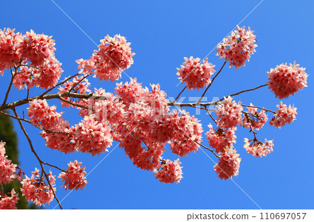 Beautiful cherry blossoms (Jing peach, Fukushima cherry tree, wedge, blue cherry tree) on tree branch, blue natural background 110697057