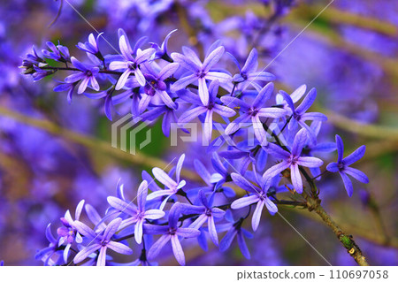 藍紫藤，鈴羽紫藤，九眼紫藤，砂紙葉紫藤，砂紙紫藤，皇后花環，藍紫藤 110697058