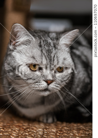 British shorthair silver tabby cat 110697070