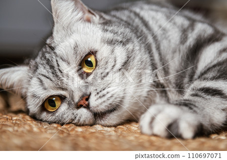 British shorthair silver tabby cat British shorthair silver tabby cat 110697071