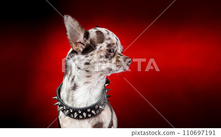 Guardian dog chihuahua with dog collar with spikes wathching seriously. Studio isolated on red background. Guardian dog chihuahua with dog collar with spikes wathching seriously. Studio isolated on red background. 110697191