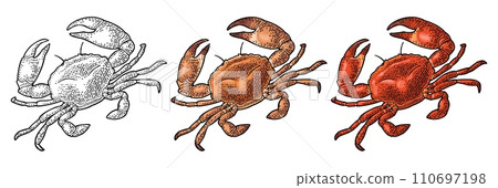 Crab isolated on white. Vector black vintage engraving Crab isolated on white. Vector black vintage engraving 110697198
