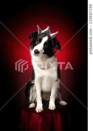 Border collie with crown on head. Qween dog. Red background. Border collie with crown on head. Qween dog. Red background. 110697199