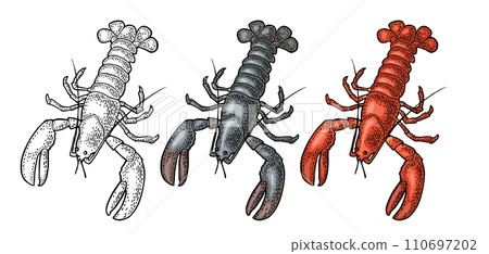 Lobster isolated on white background. Vector color vintage engraving 110697202