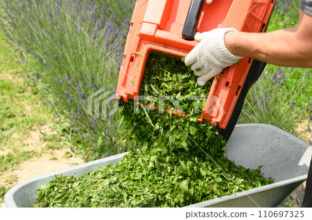 The gardener pours freshly cut grass from the basket into the wheelbarrow. 110697325