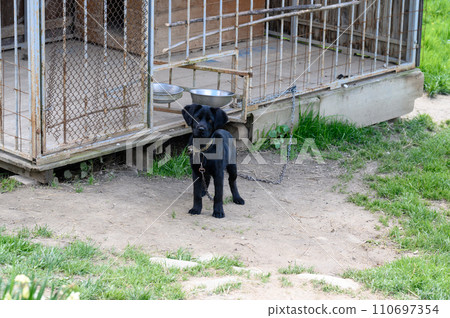 A small black dog on a chain stands near the enclosure 110697354