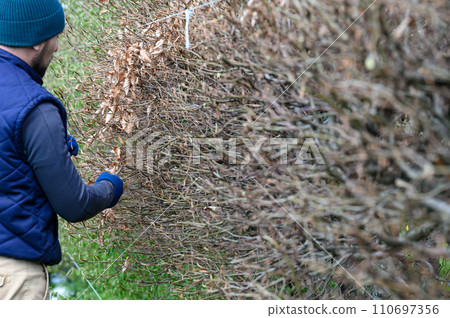Leveling and trimming the hedge with a stretched cord and scissors. Leveling and trimming the hedge with a stretched cord and scissors. 110697356