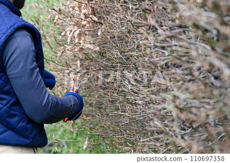 Arrangement and leveling of the hedge with scissors, spring work in the garden. 110697358