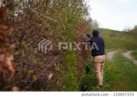 A male gardener trims a hedge in early spring, leveling it with stretched laces 110697359