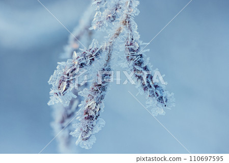 Cold winter background with frost covered branches 110697595