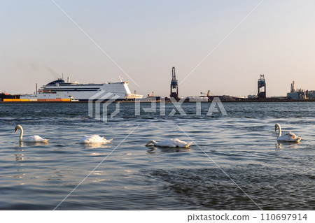 White swans swim in the sea, ocean. In the background are ships and seaport. Beautiful waves are lit in the evening sun. North Sea. Netherlands. 110697914