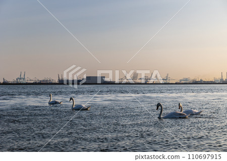 White swans swim in the sea, ocean. In the background are ships and seaport. Beautiful waves are lit in the evening sun. North Sea. Netherlands. White swans swim in the sea, ocean. In the background are ships and seaport. Beautiful waves are lit in the evening sun. North Sea. Netherlands. 110697915