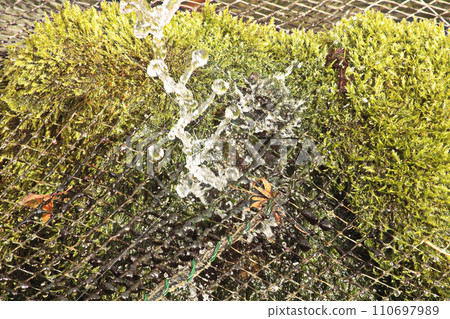 fresh vegetables after harvest 110697989