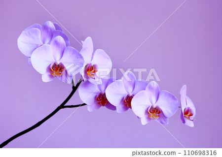 blossoming orchid on the lilac background blossoming orchid on the lilac background 110698316