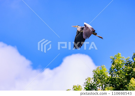 Gray heron, the largest heron in Japan Gray heron, the largest heron in Japan 110698543