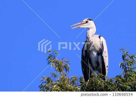 Gray heron, the largest heron in Japan 110698554