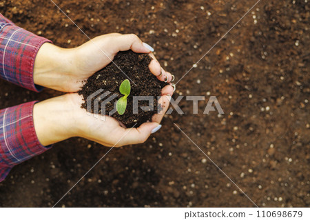 Hands Holding Soil with Young Plant Growing Hands Holding Soil with Young Plant Growing 110698679