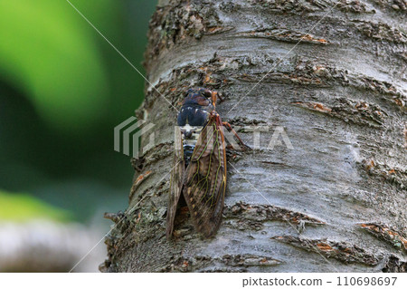 A brown cicada that is reminiscent of the summer sun and heat A brown cicada that is reminiscent of the summer sun and heat 110698697