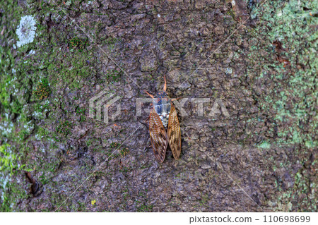 A brown cicada that is reminiscent of the summer sun and heat A brown cicada that is reminiscent of the summer sun and heat 110698699