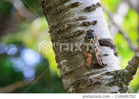 A brown cicada that is reminiscent of the summer sun and heat A brown cicada that is reminiscent of the summer sun and heat 110698702