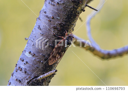 A brown cicada that is reminiscent of the summer sun and heat A brown cicada that is reminiscent of the summer sun and heat 110698703