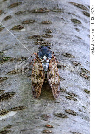 A brown cicada that is reminiscent of the summer sun and heat A brown cicada that is reminiscent of the summer sun and heat 110698705