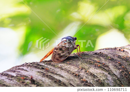 A brown cicada that is reminiscent of the summer sun and heat A brown cicada that is reminiscent of the summer sun and heat 110698711