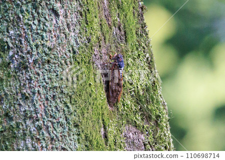 A brown cicada that is reminiscent of the summer sun and heat 110698714