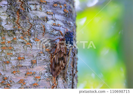 A brown cicada that is reminiscent of the summer sun and heat A brown cicada that is reminiscent of the summer sun and heat 110698715
