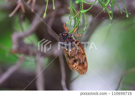 A brown cicada that is reminiscent of the summer sun and heat A brown cicada that is reminiscent of the summer sun and heat 110698716