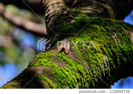 一種讓人聯想到夏日陽光和炎熱的棕色蟬 一種讓人聯想到夏日陽光和炎熱的棕色蟬 110698736