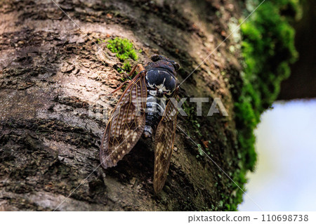 A brown cicada that is reminiscent of the summer sun and heat 110698738