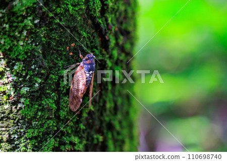 A brown cicada that is reminiscent of the summer sun and heat 110698740