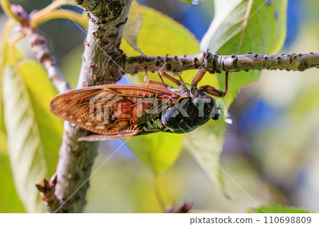 A brown cicada that is reminiscent of the summer sun and heat 110698809
