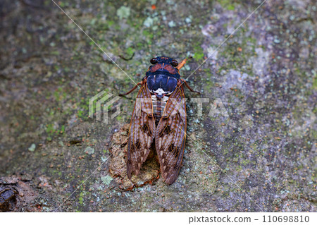 A brown cicada that is reminiscent of the summer sun and heat 110698810